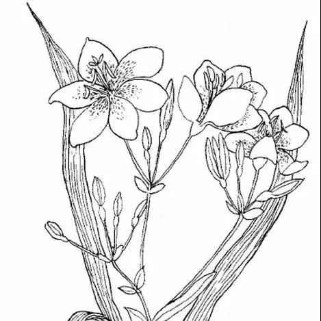 thumbnail for publication: Belamcanda chinensis Blackberry Lily